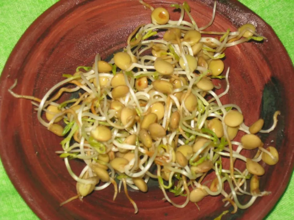 Germinación y cultivo casero de brotes comestibles