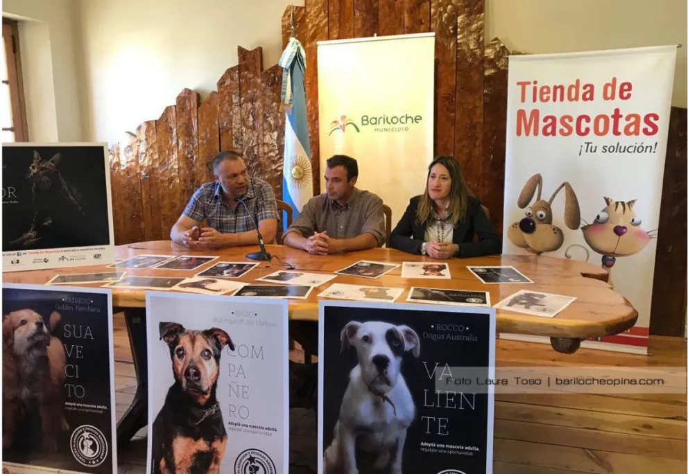 Piden adoptar perros adultos para las fiestas