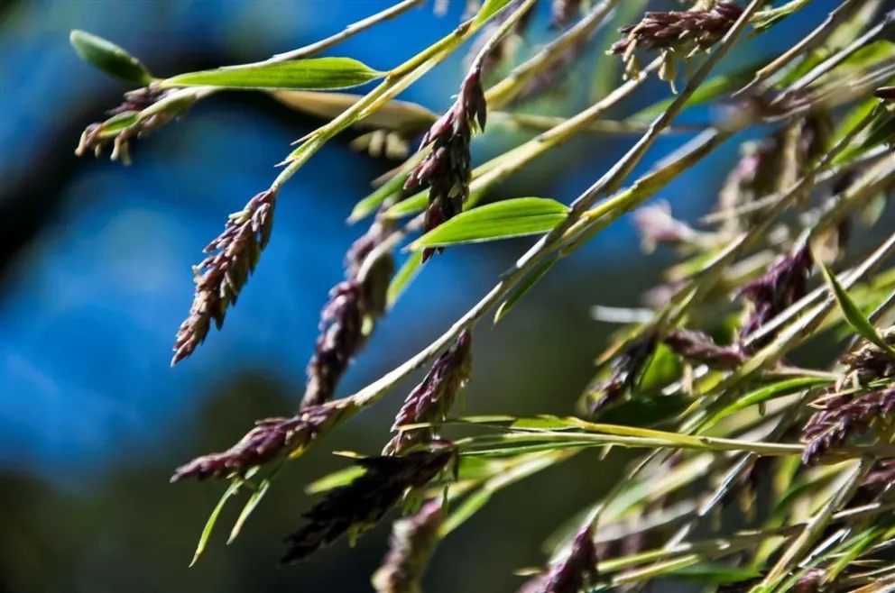 Hantavirus: La proliferación de semillas y el buen clima aumenta la cantidad de roedores