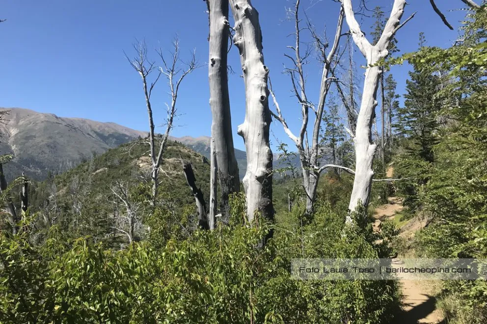 "Debemos convivir y no competir con el bosque", dicen desde Recursos Forestales Río Negro