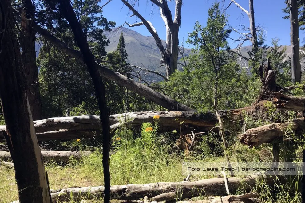 "Detengan nuevas urbanizaciones en el bosque nativo. Suspendan el PEID y PUAD"