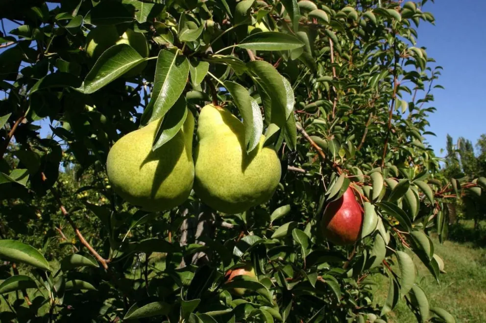 Avanza la planificación del Programa Regional de Madurez en la Fruticultura