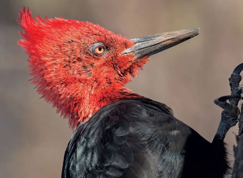 Presentan en Bariloche una guía de aves de la zona andina