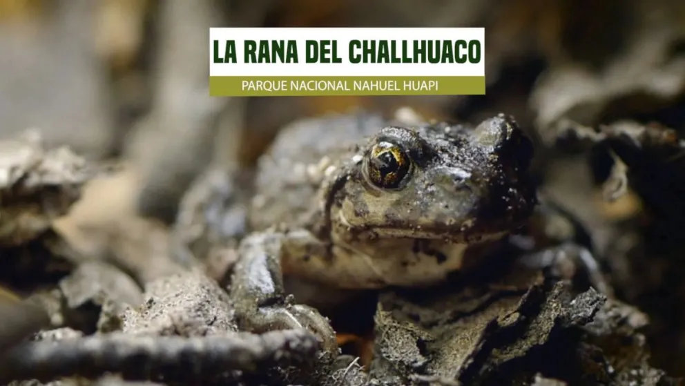 Educación ambiental: La rana del Challhuaco