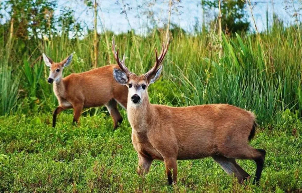 Desde el 1 de marzo queda habilitada la temporada de caza en el Parque Nacional