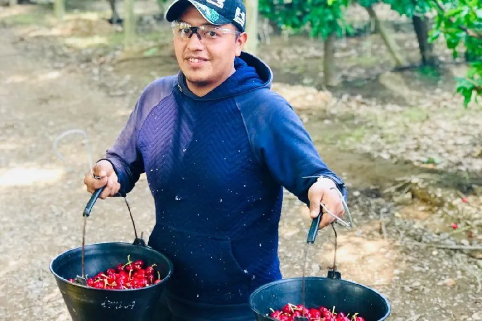 Con buenas expectativas comenzó la temporada de cerezas en Río Negro