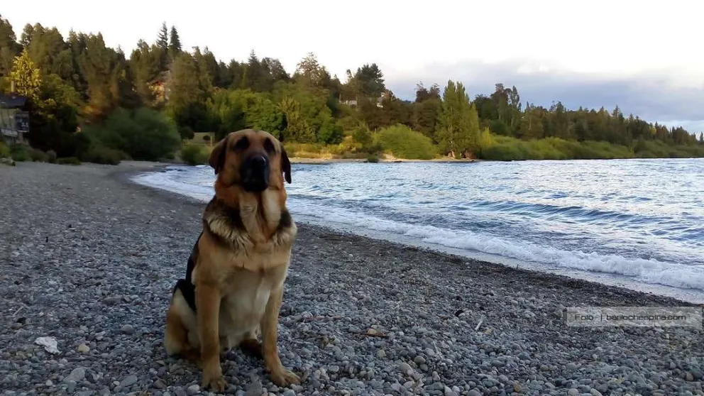 Está prohibido llevar a las mascotas a las áreas protegidas del Parque Nacional Nahuel Huapi