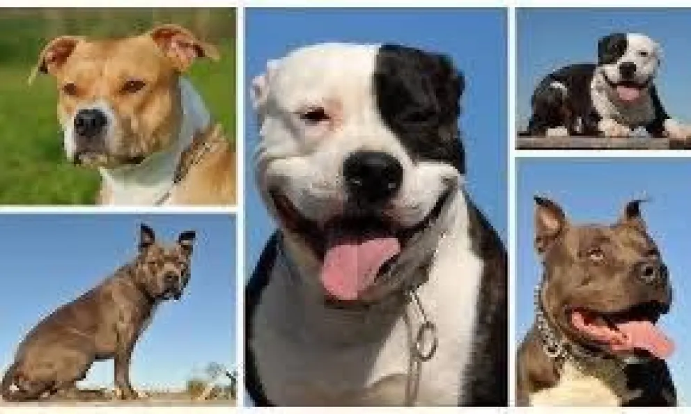 ¿Perros potencialmente peligrosos o gente potencialmente inexperta?