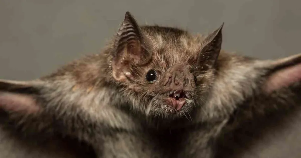 Crean el Grupo de Ecología de Murciélagos en Patagonia