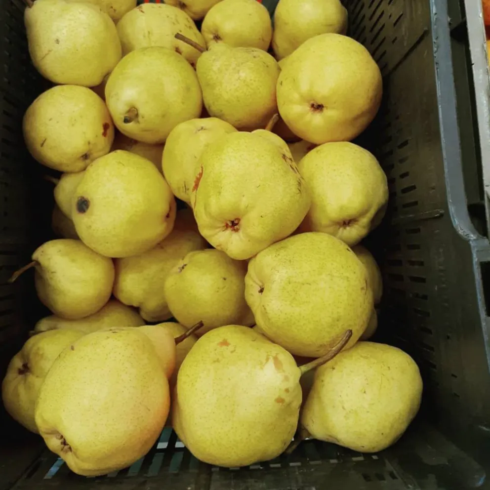 Provincia y Nación trabajan para mejorar la producción frutícola rionegrina
