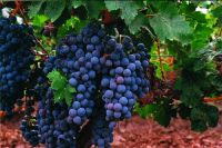 Presentan un estudio vitivinícola y su impacto en Río Negro