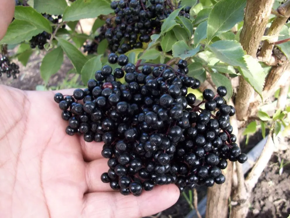 El jarabe de sauco previene el coronavirus