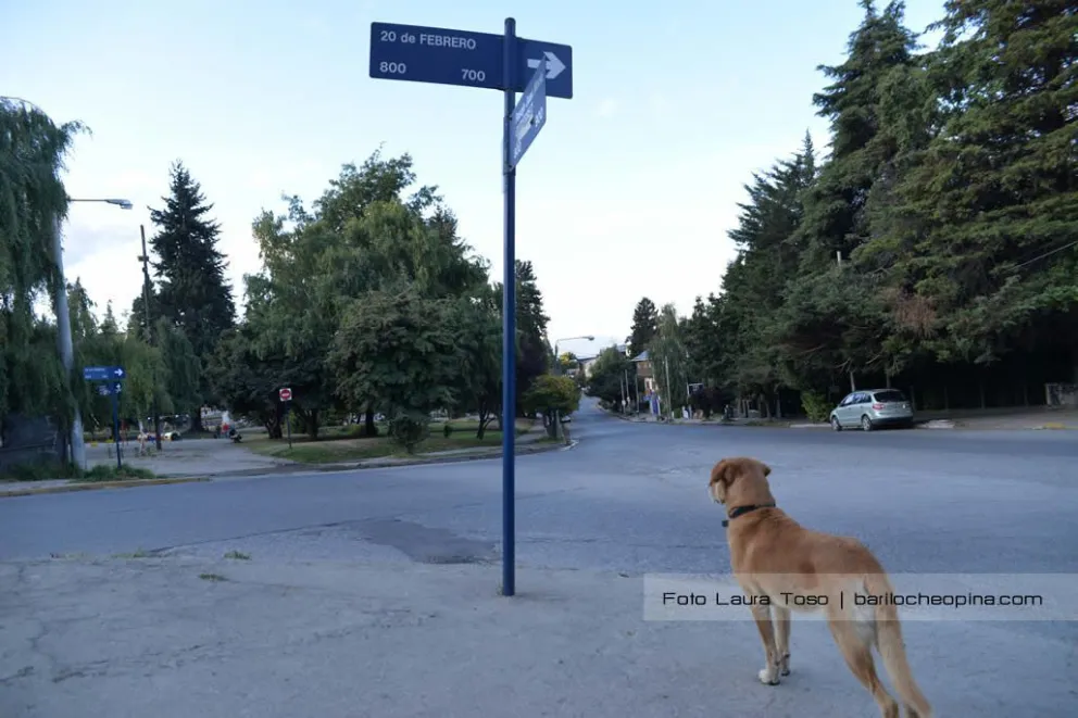 Se conmemora el Día Mundial contra la Rabia con el foco puesto en su erradicación hacia 2030