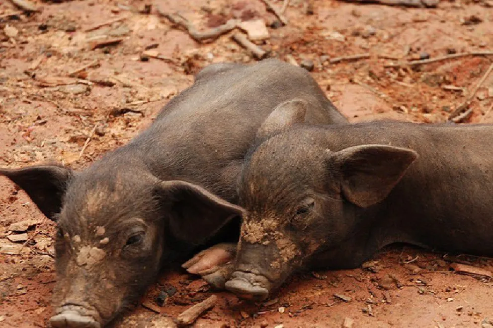 Preocupación por la aparición de casos de triquinosis en la región