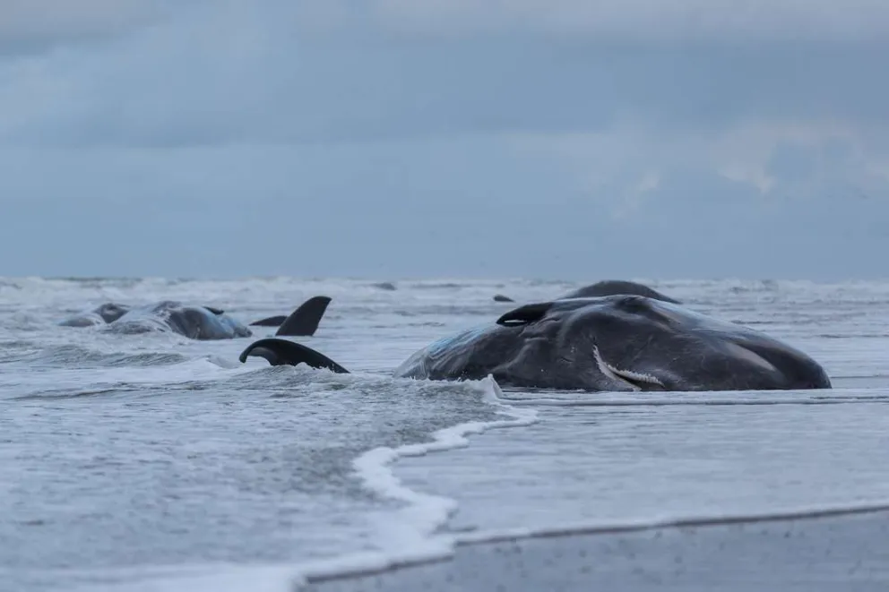 Menos ballenas en el Mar Argentino: Greenpeace revela las causas y responsables