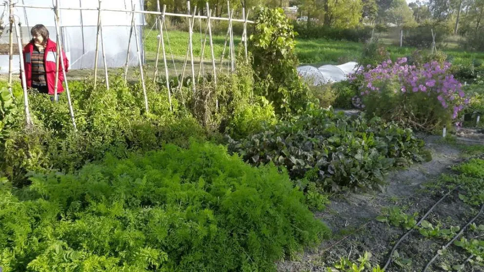 INTA y Municipio brindan taller virtual gratuito de Huerta Agroecológica