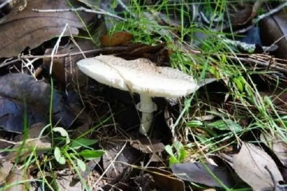 Crean la primera aplicación para identificar hongos comestibles