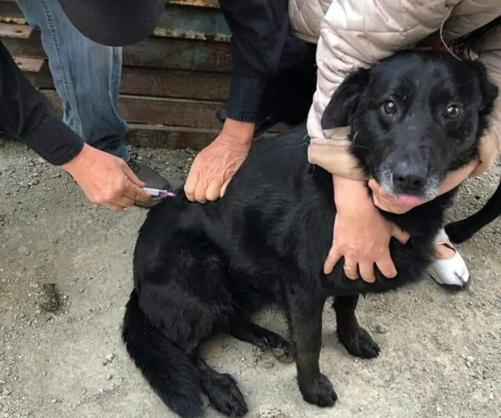 Perros de la ex clínica Arbos: el parte final