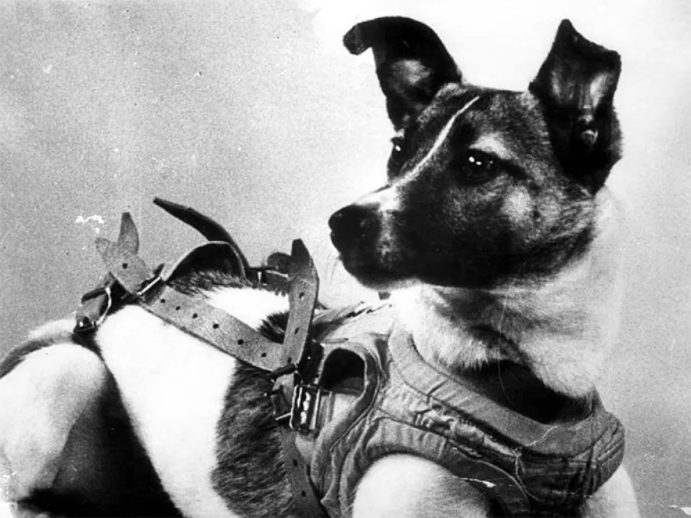 "Laika", el primer ser vivo en orbita y su inútil sacrificio