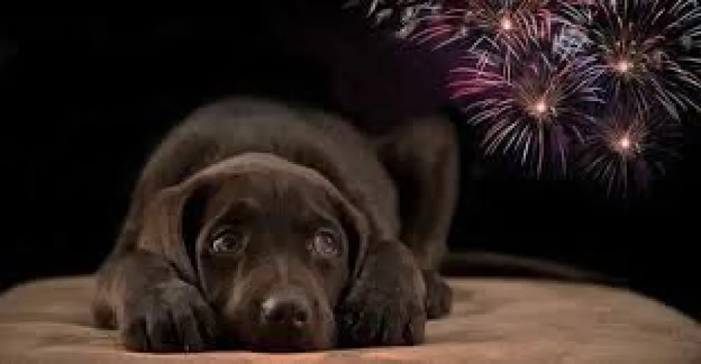 ¿Se logrará reducir el uso de pirotecnia en estas fiestas?