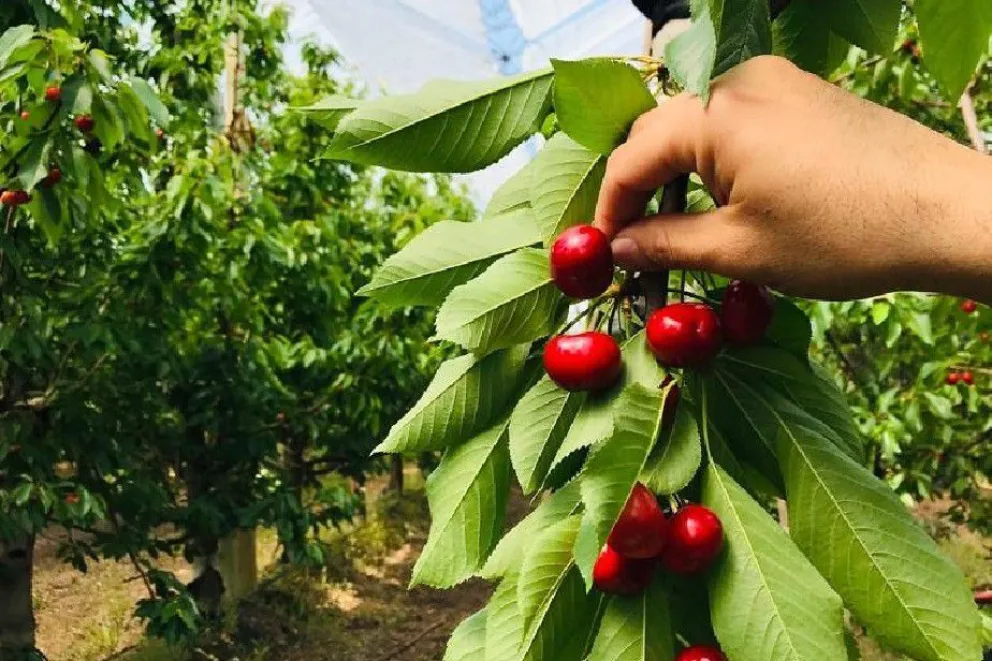 Río Negro se convirtió en la primera provincia exportadora de cereza