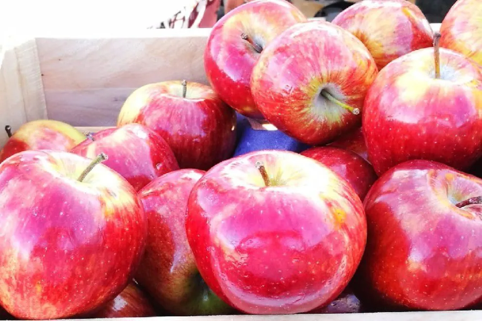 La cosecha de manzanas promete calidad y recuperación tras años de desafíos