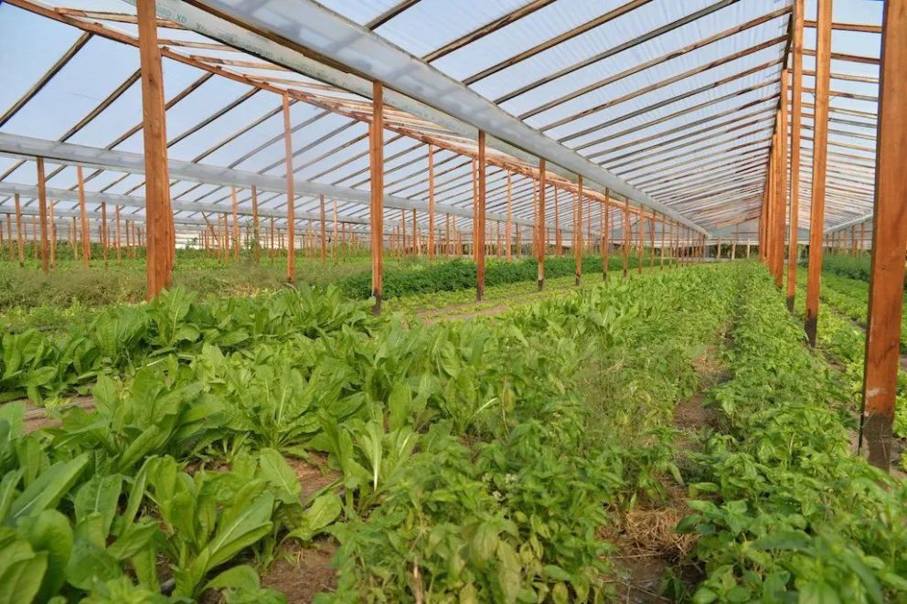 Programa KM0: impulsando la producción local y la alimentación de cercanía