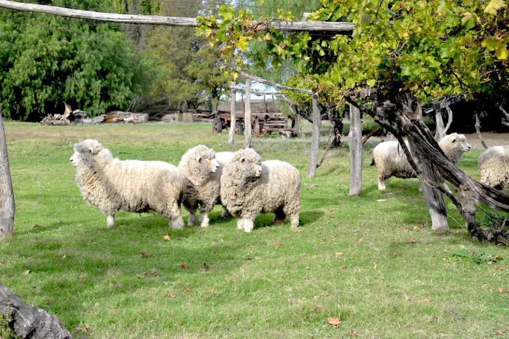 La Sociedad Rural de Bariloche pide la Emergencia Sanitaria para combatir la sarna en ovinos