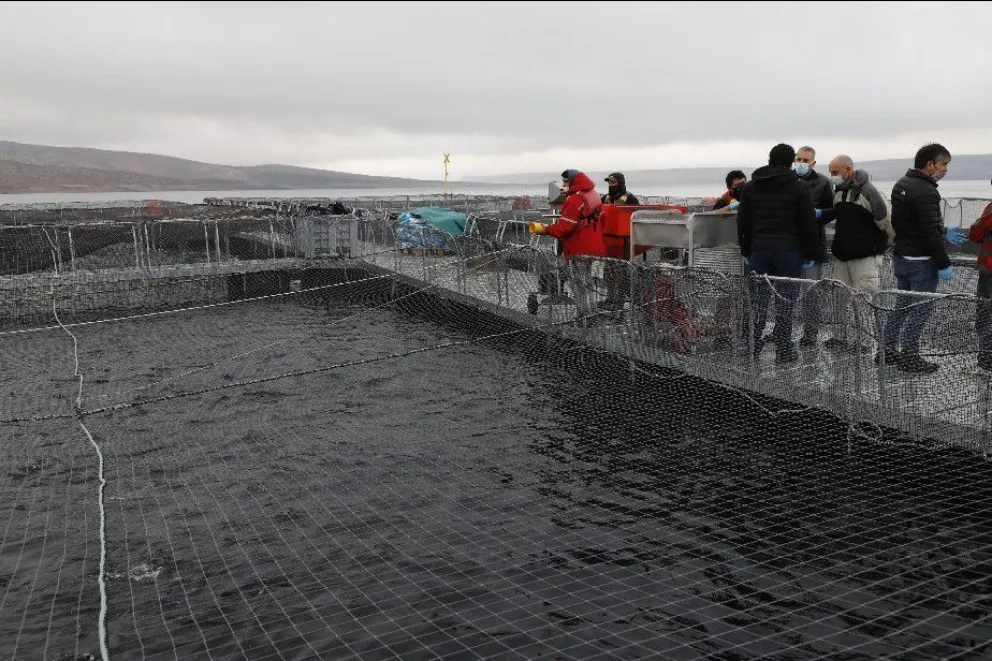 La Argentina reafirma su estatus sanitario en la producción de salmónidos