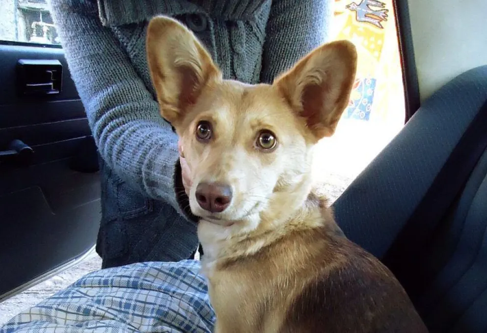 Sanidad Animal sigue brindando servicios en la ciudad