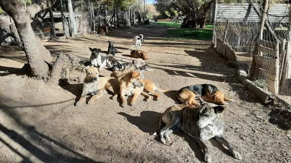 Río Colorado y la "insostenible" fauna urbana