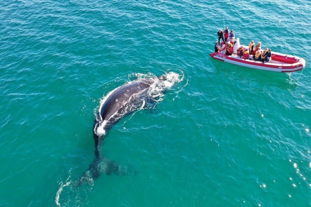 Comienza la temporada de avistaje de fauna marina en Las Grutas