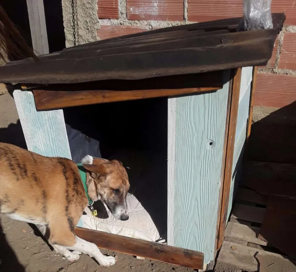 "Un techo sobre sus cabezas": Construye cuchas para perros que se encuentran a la intemperie