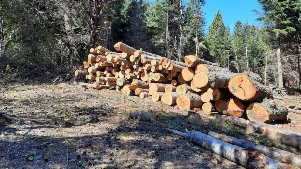Río Negro busca mejorar el control de la tala ilegal en Bariloche