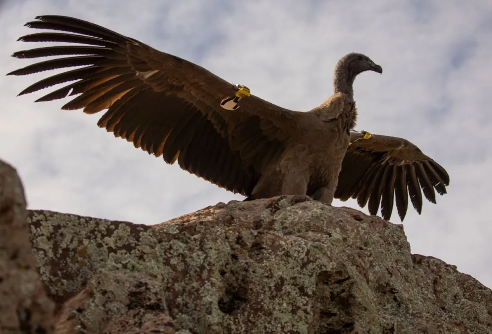 Se realizó en la provincia la liberación más grande de cóndores de la historia
