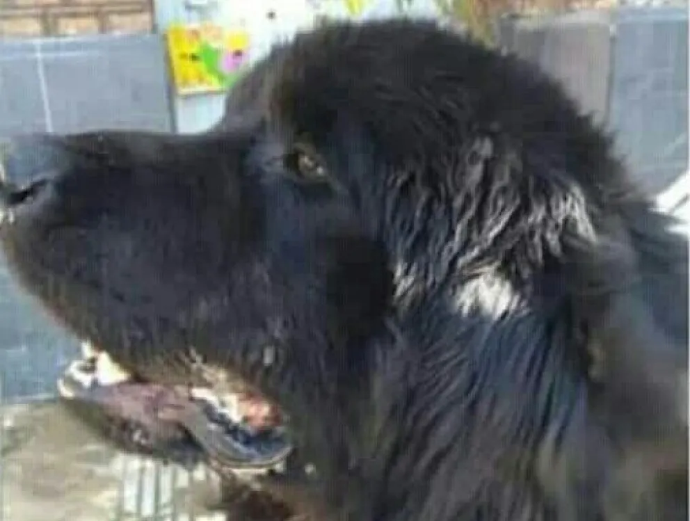 Mató a patadas a un perro en pleno centro de General Roca