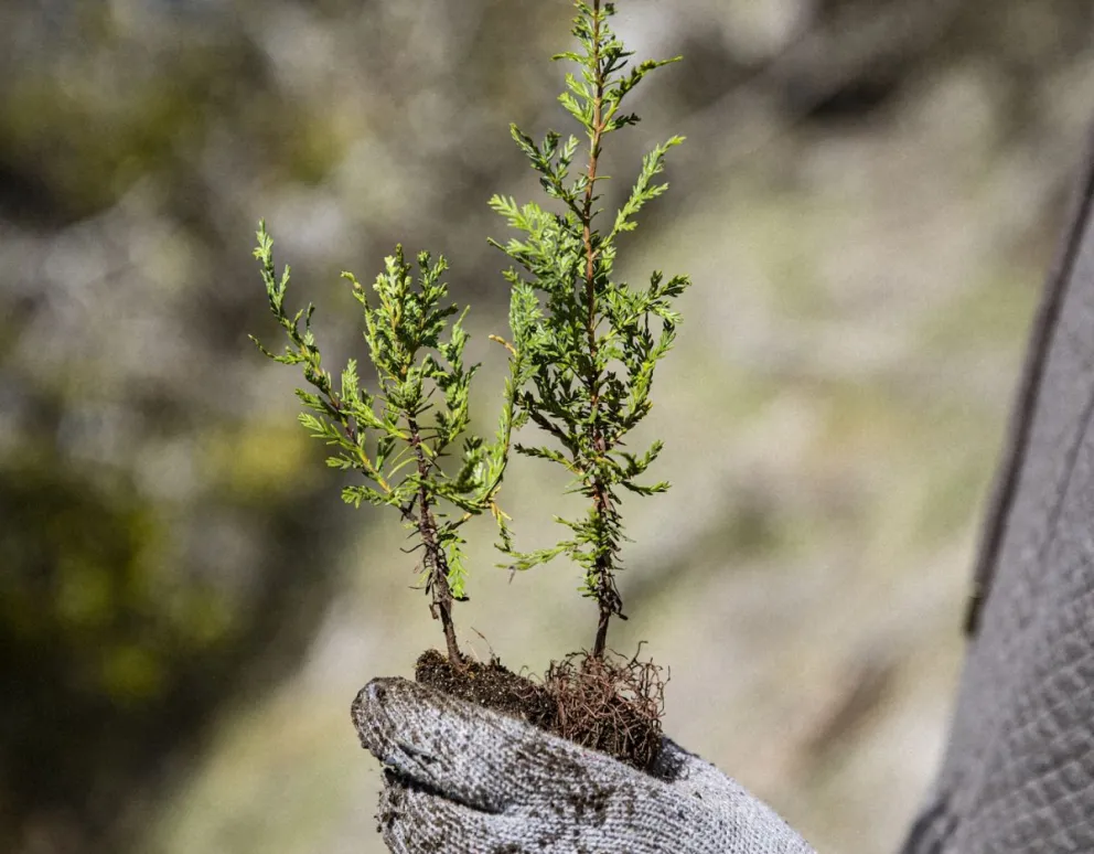 Reforestación: Plantaron más de 5000 árboles autóctonos en el sendero al Frey