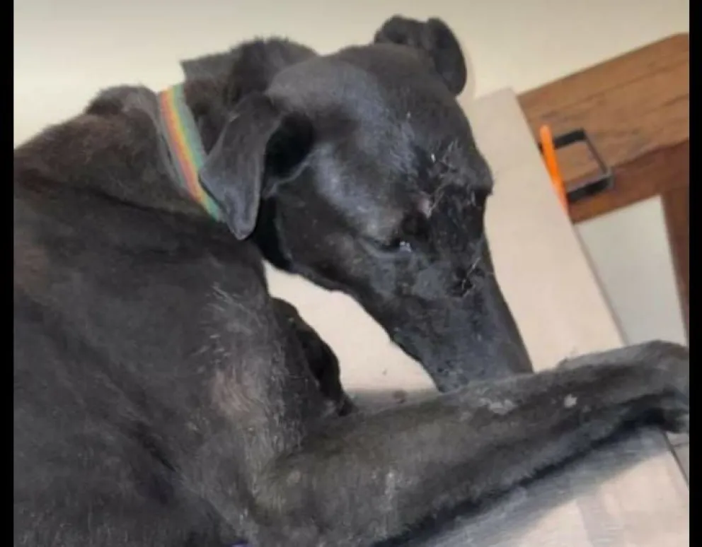 La impunidad en carrera ascendente