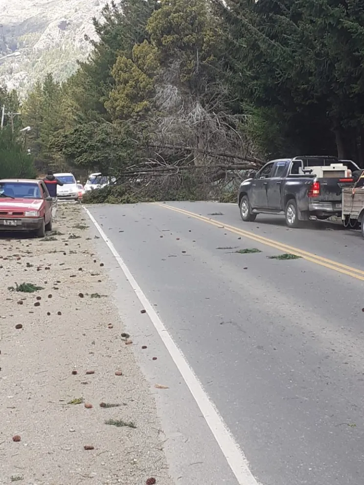 El fuerte viento provocó caída de árboles y voladuras de techos en distintas zonas de la ciudad