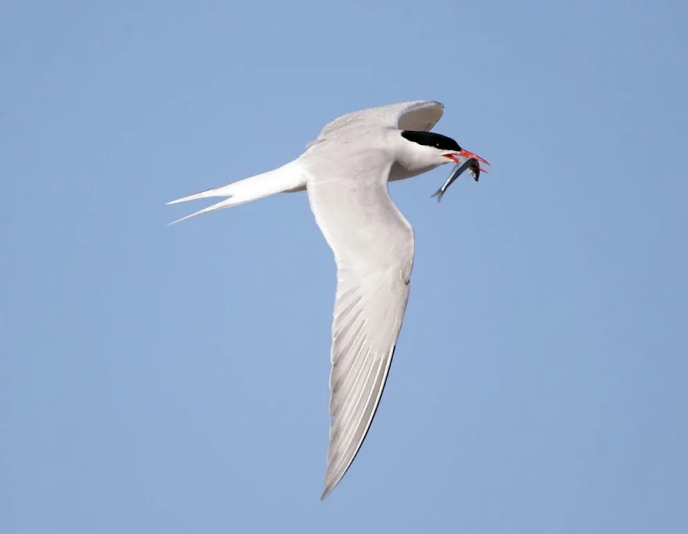 El Senado aprobó el proyecto para crear el Parque Nacional Islote Lobos