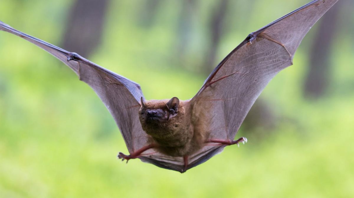 Detectaron un murciélago con rabia en Ñirihuau
