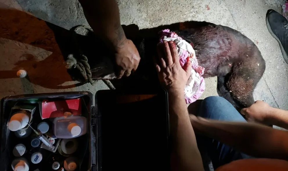 Denunciaron un caso de crueldad animal en San Antonio Oeste