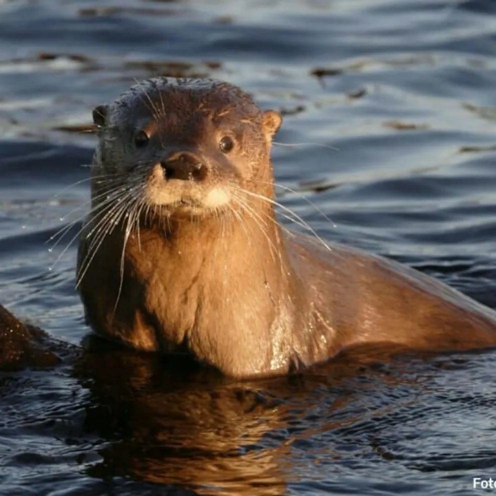 Argentina y Chile se unen para celebrar la semana del Huillín