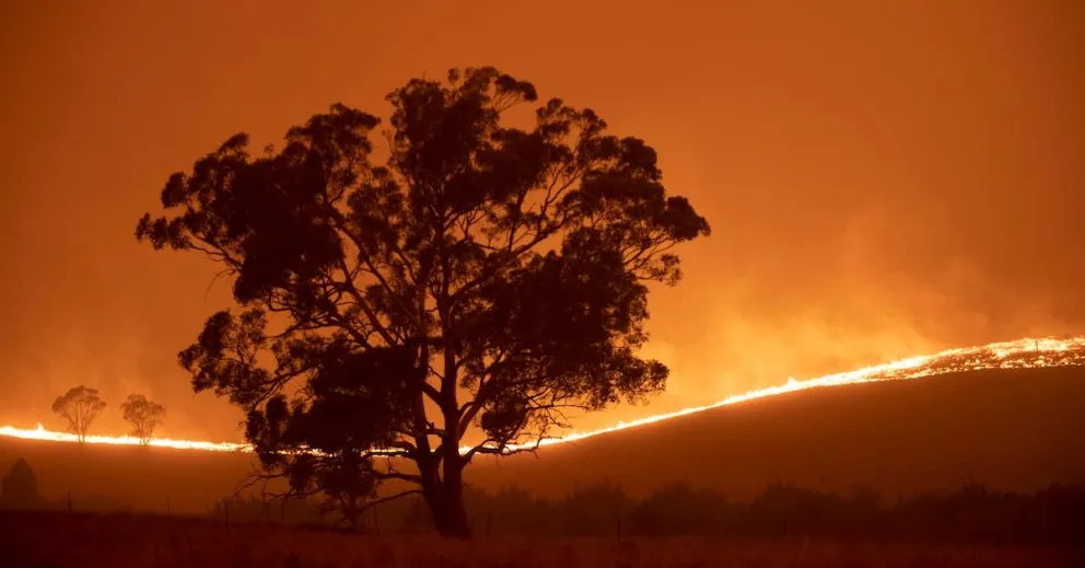 Películas que hablan de la crisis ambiental 