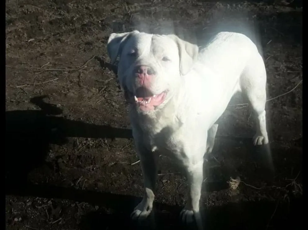 Crueldad animal: Murió otro perro apuñalado 