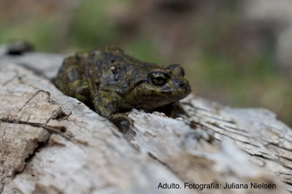 Continúan los monitoreos de la Ranita del Challhuaco