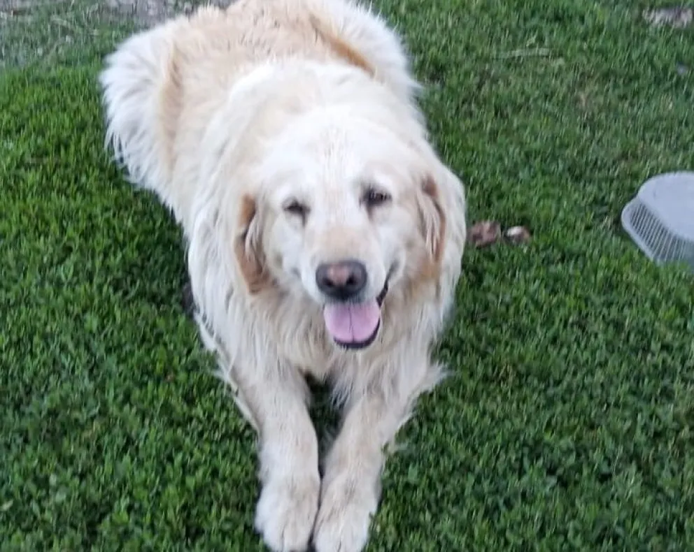 Golpean a una perra, le producen daño cerebral y muere dos meses después