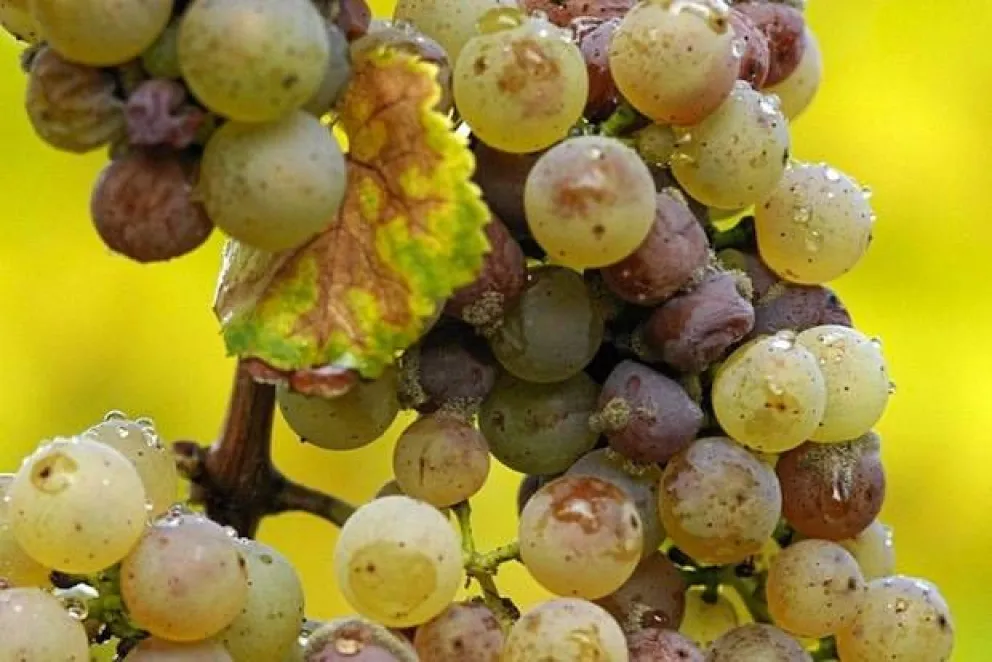 Días de vinos y flores...