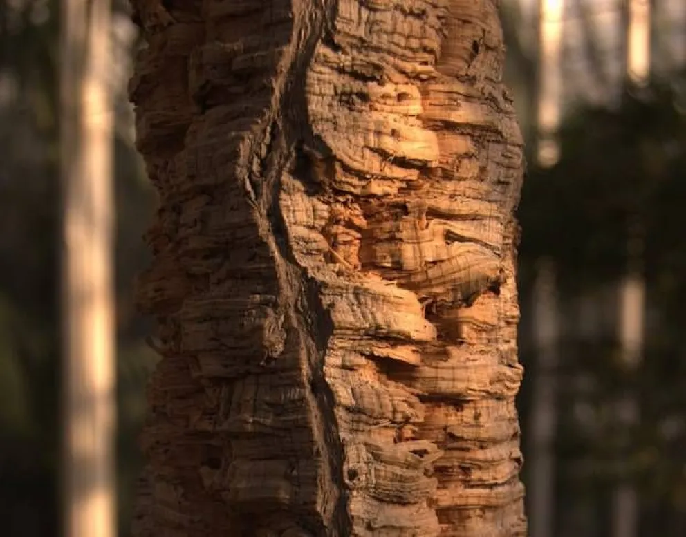 ¿De dónde se extrae el corcho?