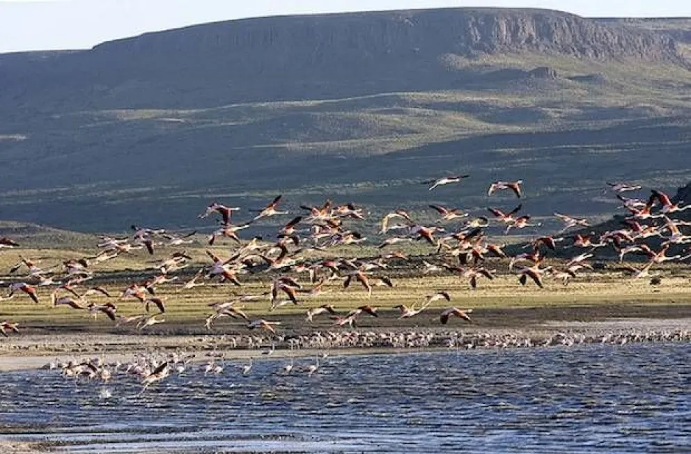 Río Negro refuerza su compromiso con la biodiversidad en el Día Internacional del 22 de mayo